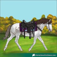 Horse Color:Brown Dun Sabino Splash Appaloosa 