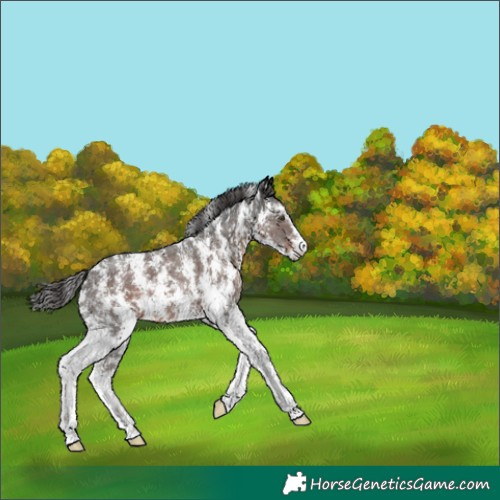Horse Color:Liver Chestnut Sabino 