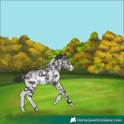 Horse Color:White Spotted Grullo Sabino Appaloosa