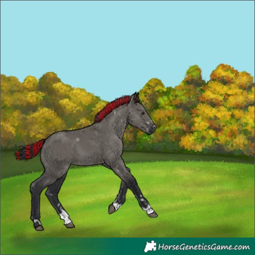 Horse Color:Painted Grullo 