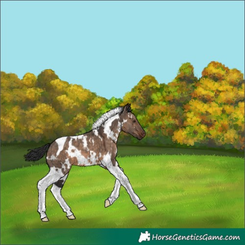 Horse Color:White Spotted Brown Dun Tobiano 