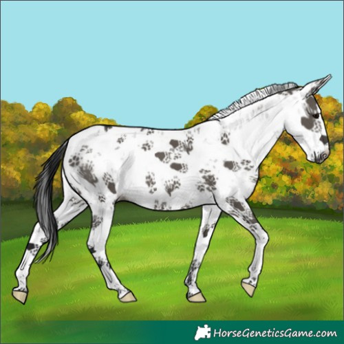 Horse Color:Gray Grullo Sabino 