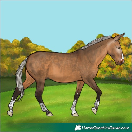 Horse Color:Gray Silver Bay Dun 