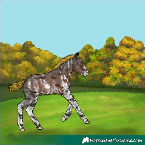 Horse Color:Painted Liver Chestnut Sabino 
