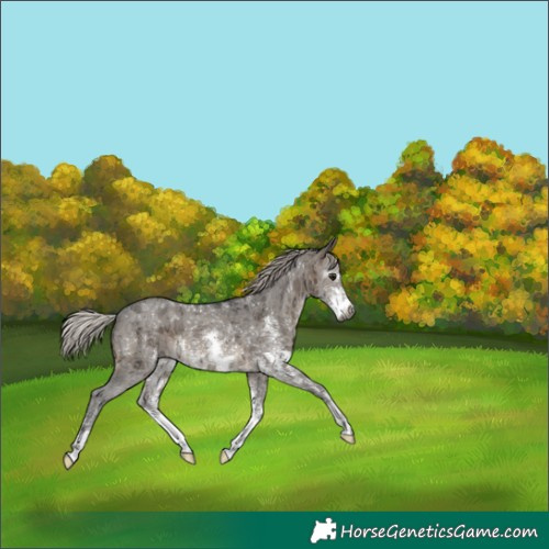 Horse Color:Gray Silver Brown Ice Dun Sabino Appaloosa 