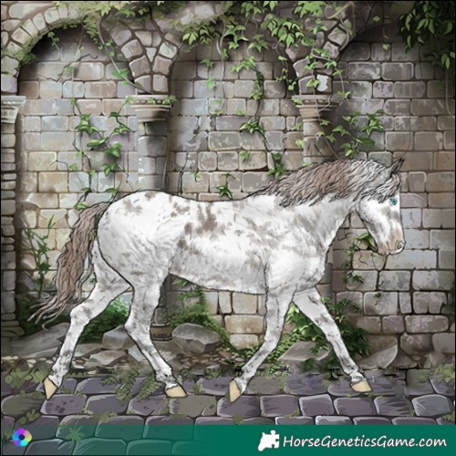 Horse Color:White Spotted Grullo Splash Appaloosa 