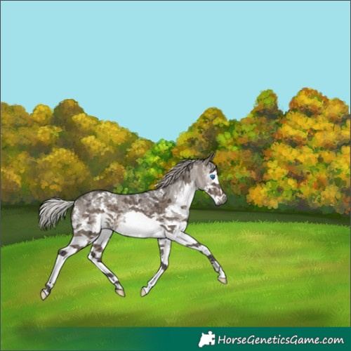 Horse Color:Gray Silver Brown Ice Dun Sabino Splash Varnish 