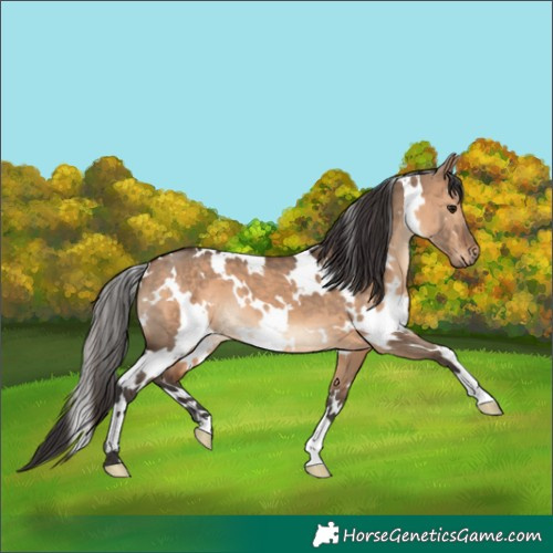 Horse Color:White Spotted Brown Dun 