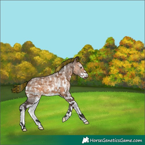 Horse Color:Painted Brown Dun Sabino 