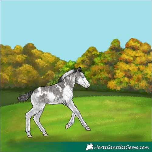 Horse Color:White Spotted Grullo Ice Splash 