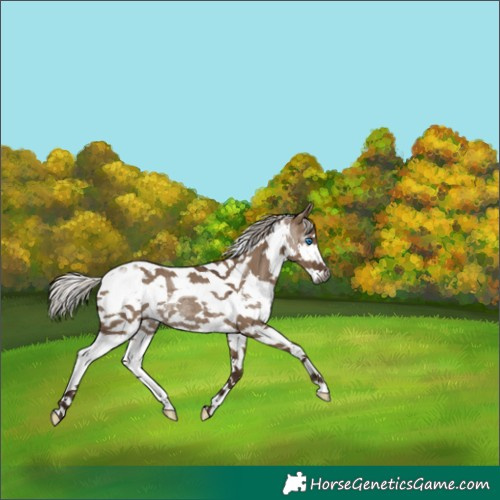 Horse Color:Gray White Spotted Silver Grullo Splash Tobiano Varnish Rabicano 