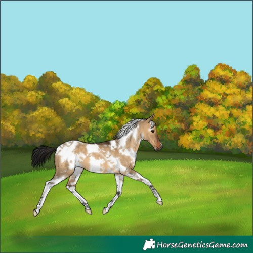 Horse Color:Gray White Spotted Bay Dun Tobiano 