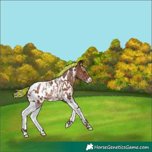 Horse Color:Painted Silver Black Sabino Tobiano Appaloosa Rabicano 