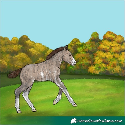 Horse Color:Bay Ice Dun Sabino Appaloosa