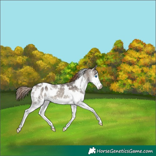 Horse Color:White Spotted Brown Ice Dun Splash Blanket 