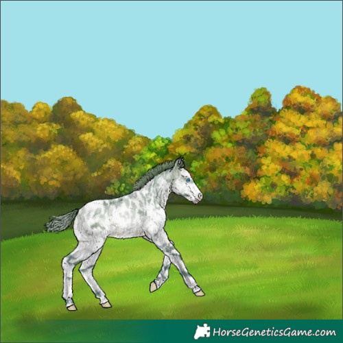 Horse Color:Watercolor Brown Dun Sabino Splash Appaloosa 