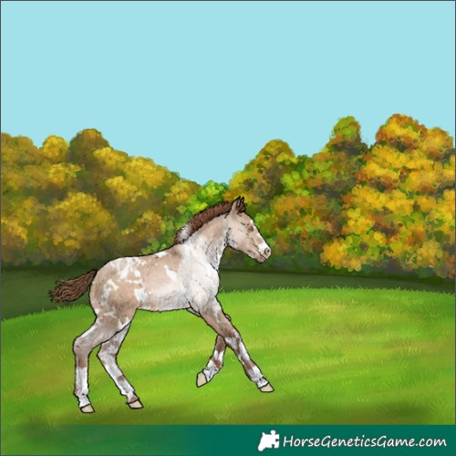 Horse Color:White Spotted Brown Pearl Dun Varnish Rabicano