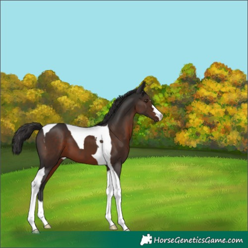 Horse Color:Liver Chestnut Tobiano 