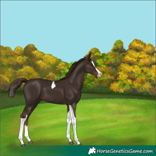 Horse Color:Liver Chestnut Splash Tobiano 