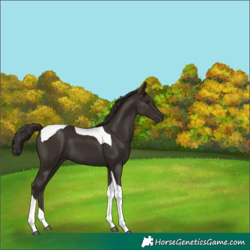 Horse Color:Liver Chestnut Tobiano 
