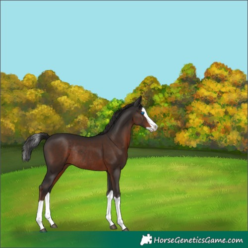 Horse Color:Liver Chestnut Splash Rabicano 