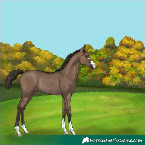 Horse Color:Liver Red Dun Rabicano 