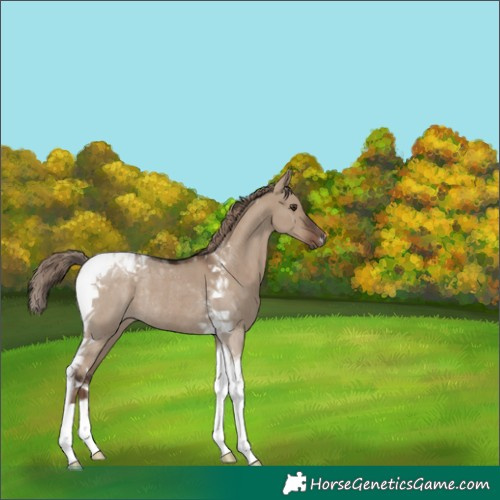 Horse Color:Liver Red Dun Tobiano Rabicano 