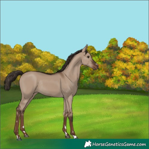 Horse Color:Liver Red Dun Rabicano 