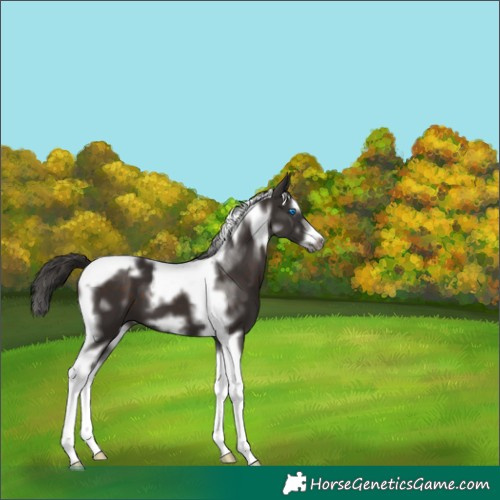 Horse Color:Liver Chestnut Splash Tobiano Frame 
