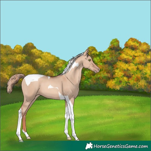 Horse Color:Gold Champagne Dun Tobiano 