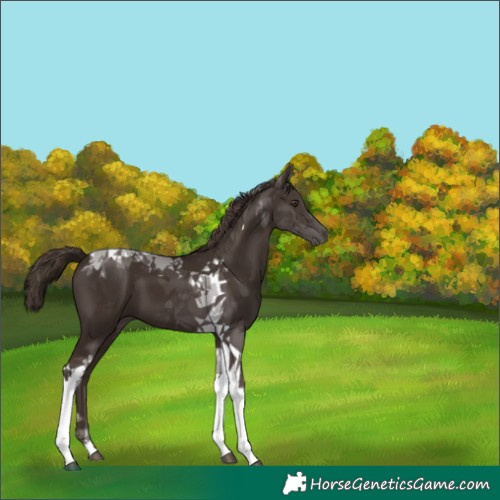 Horse Color:Liver Chestnut Tobiano 