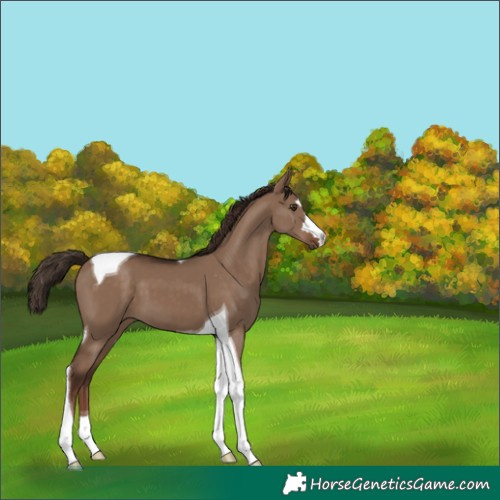 Horse Color:Liver Red Dun Tobiano 