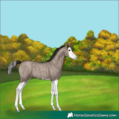 Horse Color:Liver Red Dun Roan Splash 