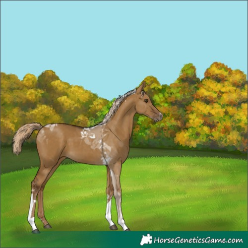 Horse Color:Chocolate Palomino Dun Tobiano 
