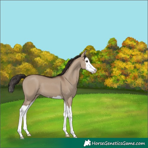 Horse Color:Liver Red Dun Splash 