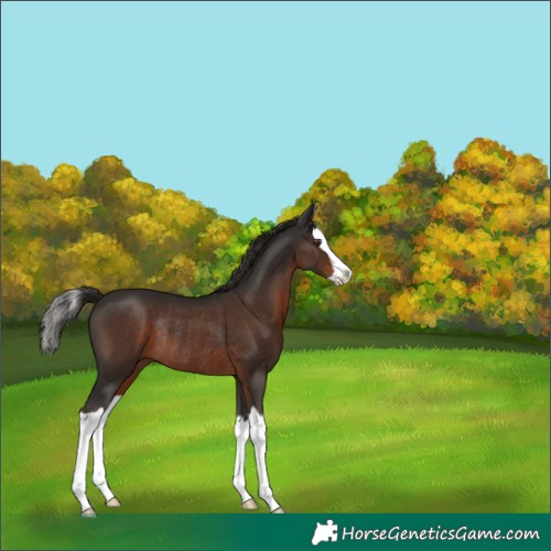 Horse Color:Liver Chestnut Splash Rabicano 