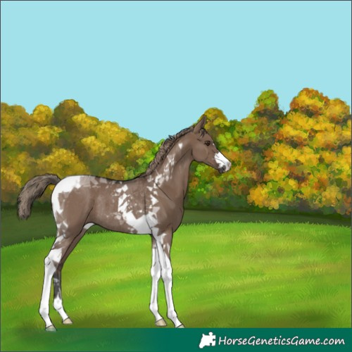 Horse Color:Liver Red Dun Tobiano Rabicano 