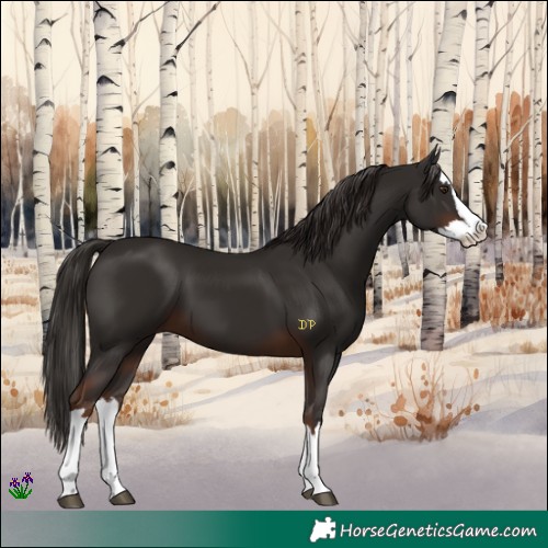 Horse Color:Liver Chestnut Splash 