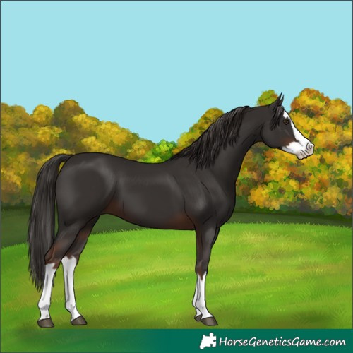 Horse Color:Liver Chestnut Splash 