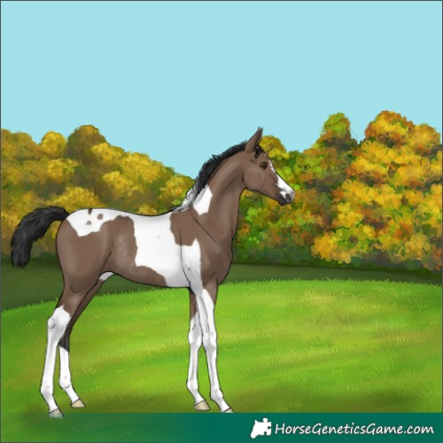 Horse Color:Liver Red Dun Tobiano Rabicano 