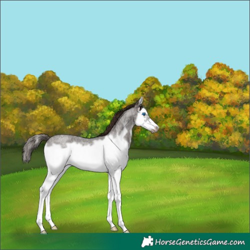 Horse Color:Liver Red Roan Splash Frame Rabicano 