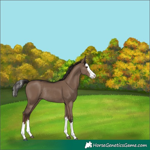 Horse Color:Liver Red Dun Splash Rabicano 