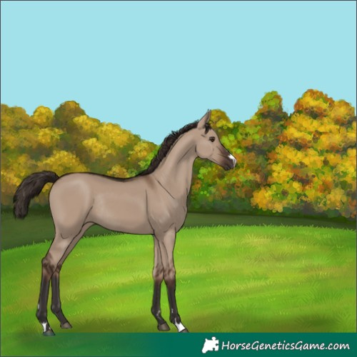 Horse Color:Liver Red Dun Rabicano 