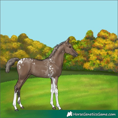 Horse Color:Liver Red Dun Tobiano Rabicano 