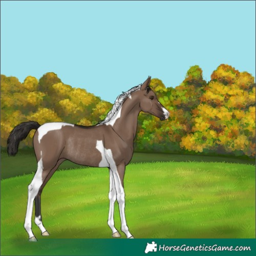 Horse Color:Liver Red Dun Tobiano Rabicano 