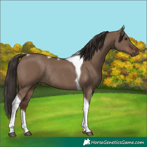 Horse Color:Liver Red Dun Tobiano Rabicano 