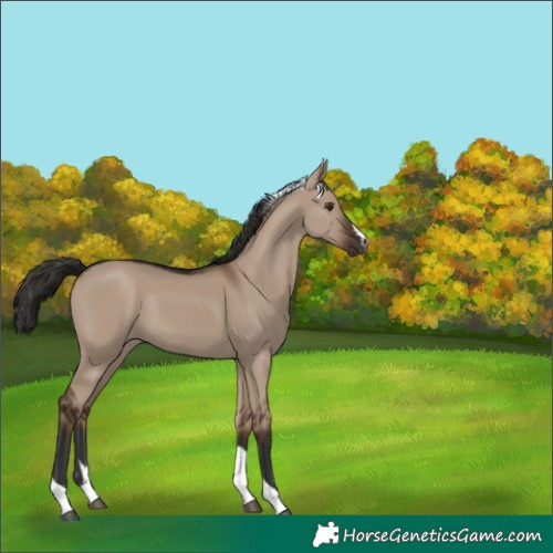 Horse Color:Liver Red Dun Tobiano Rabicano 