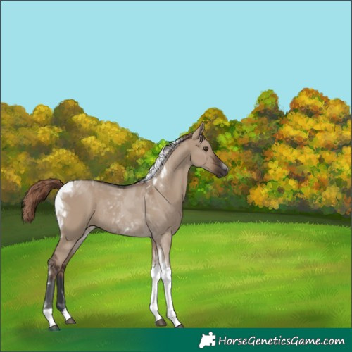 Horse Color:Liver Red Dun Tobiano Rabicano 
