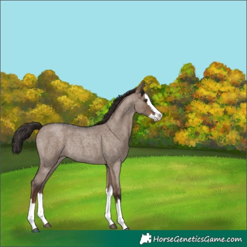 Horse Color:Liver Red Dun Roan Splash Rabicano 