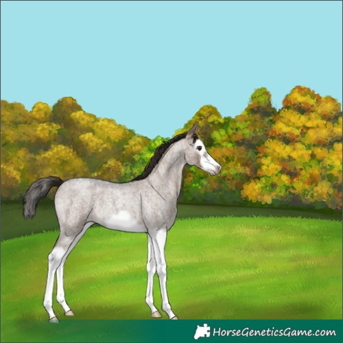Horse Color:Liver Red Dun Roan Splash Frame Rabicano 